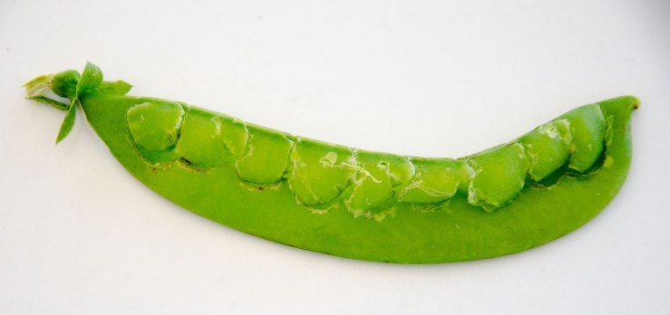 pea pod with all the peas rmoved by a parrots beak