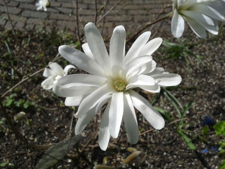 image of a white daisy like flower